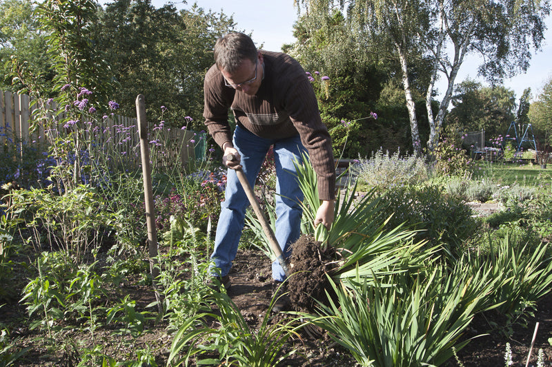 Glück soll man teilen – Stauden auch!