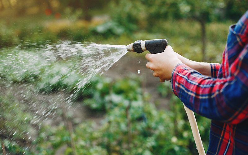 Gartenpflege im Hochsommer - So überstehen deine Pflanzen die Sommerhitze