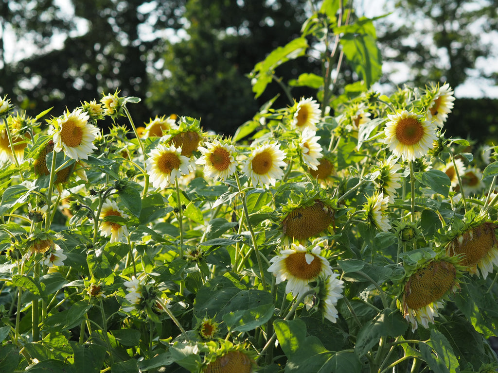 Sonnenblumen pflanzen und pflegen – strahlende Sommerblüten für Garten und Küche