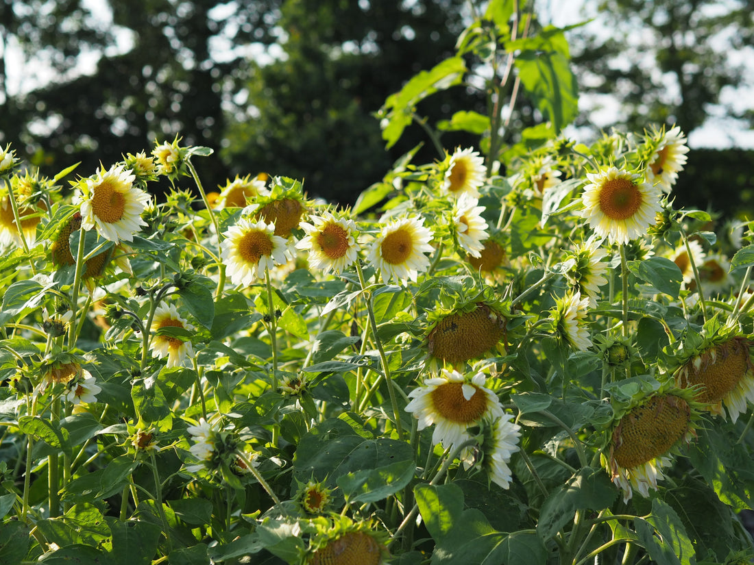 Sonnenblumen (Helianthus annuus) – strahlende Sommerblüten für Garten und Küche