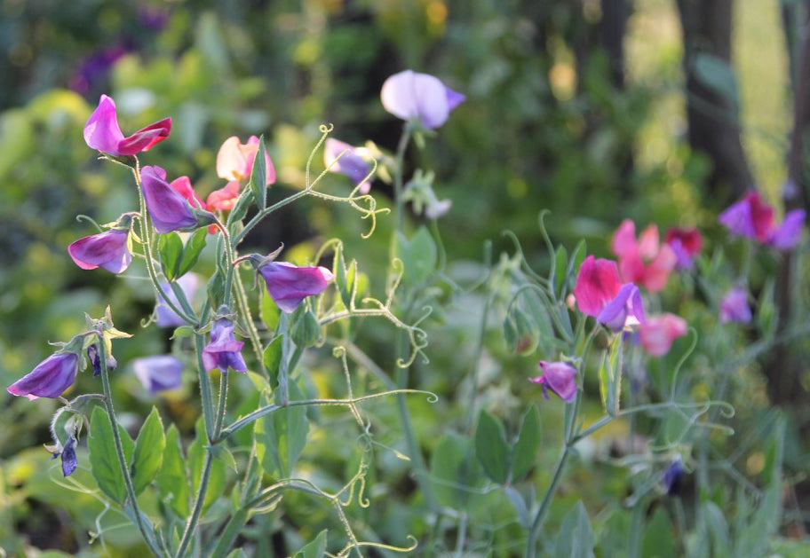 Bunte Duftwicken (Lathyrus odoratus) in Rosa, Violett und Fliederfarben in voller Blüte – filigrane Sommerblumen mit zarten Ranken im Gartenbeet.