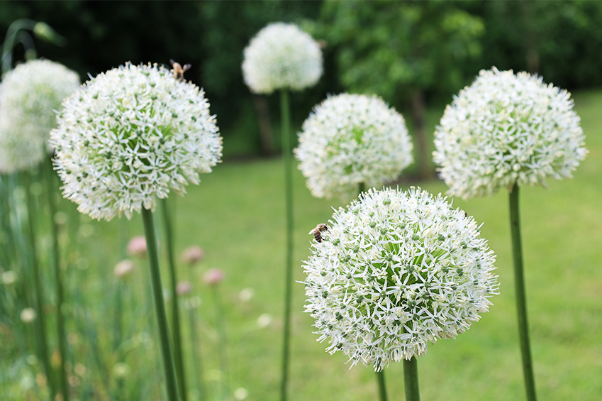 Zierlauch: Wunderkugeln fürs Staudenbeet