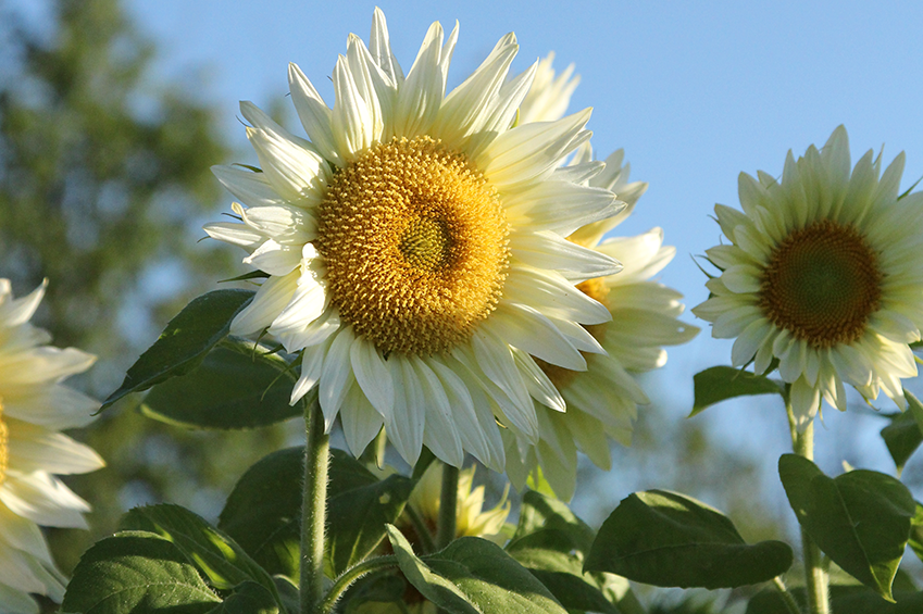 Sonnenblumen – strahlend schön
