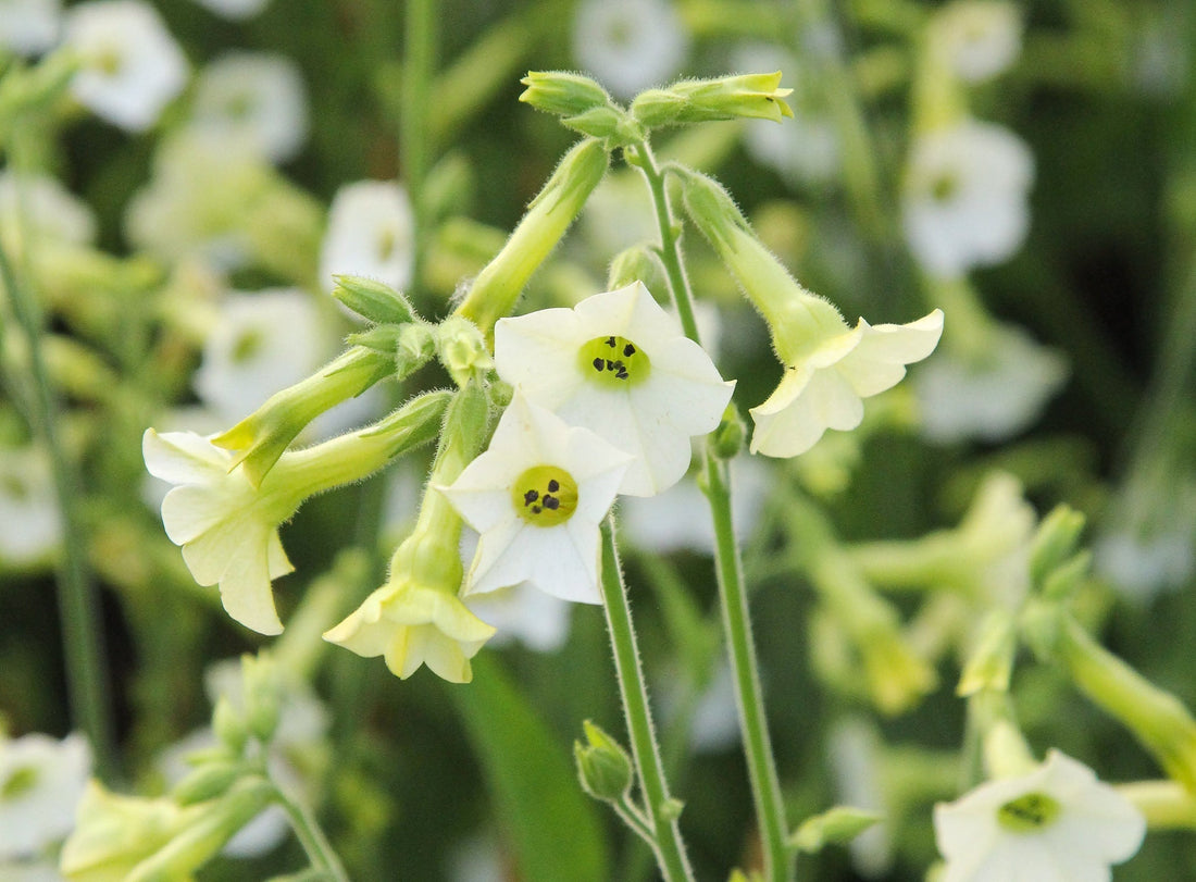 Ziertabak pflanzen und pflegen – Duftende Blütenpracht für Sommerbeete
