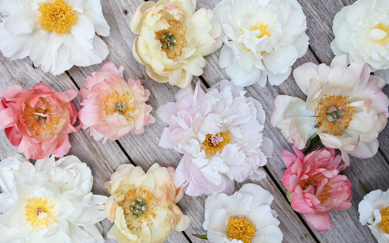 Gartentipps für den Ziergarten im Mai