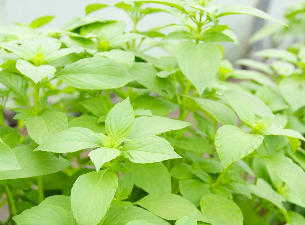 Frischgrünes Basilikum (Ocimum basilicum) mit typischen ovalen Blättern – beliebtes Küchenkraut im Garten oder Topf
