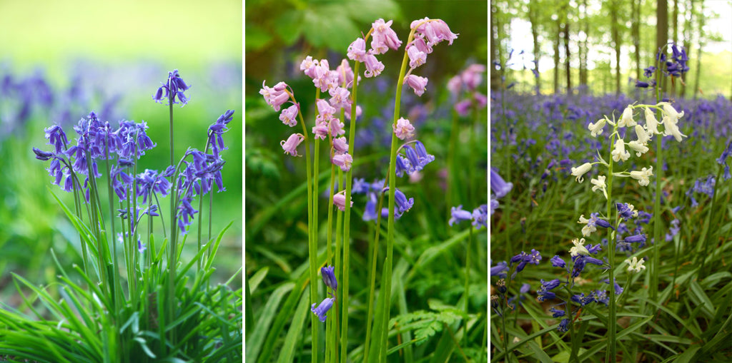 Blaues Wunder – das Hasenglöckchen verzaubert Wälder