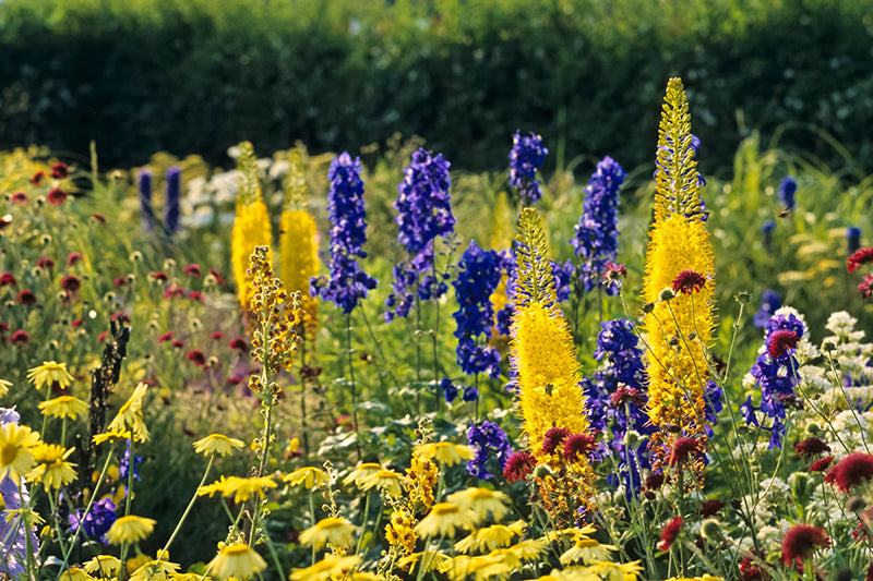 Stauden stützen und unterstützen