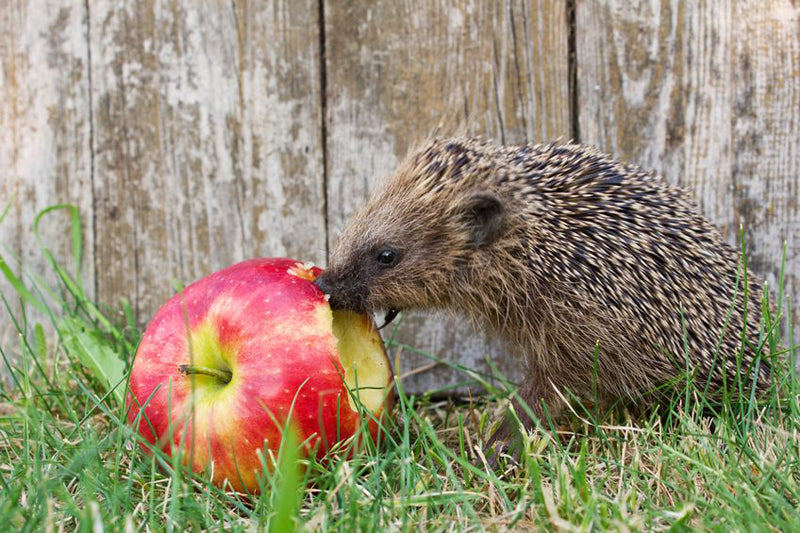 Ein roter Apfel liegt auf einer Wiese und ein Igel beisst in den Apfel hinein.