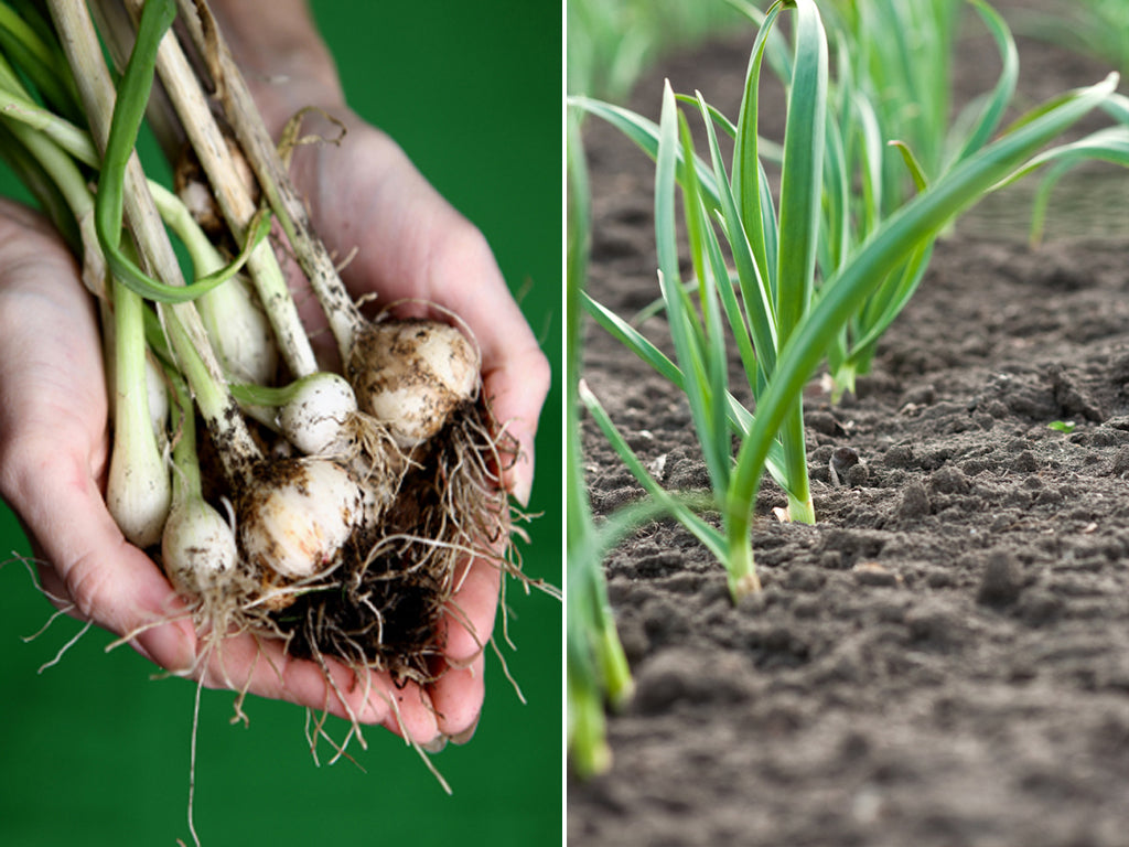 Knoblauch (Allium sativum)