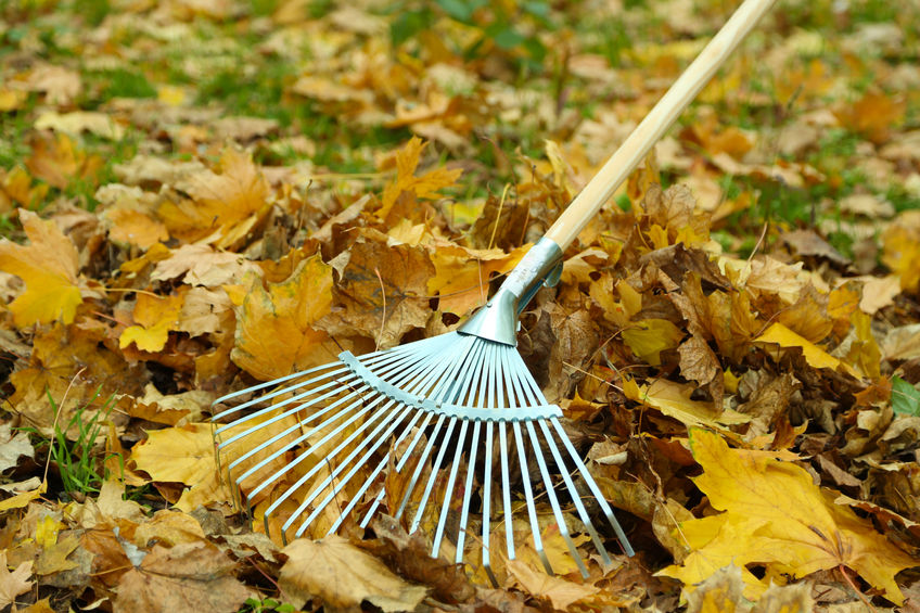 Ein Rechen liegt in einem herbstlichen Laubhaufen.
