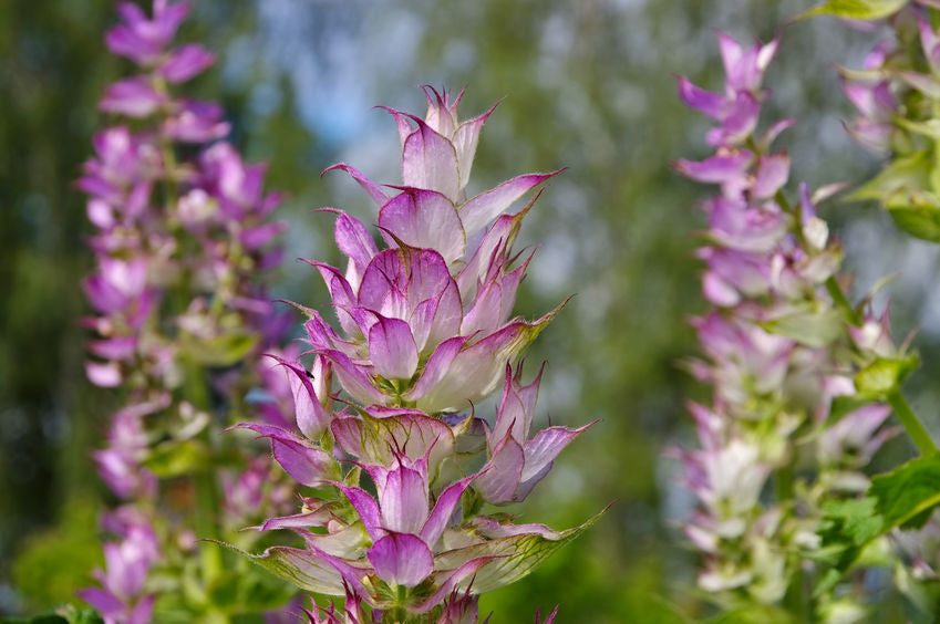 Lilafarbener Muskateller-Salbei in voller Blüte mit zarten, kelchartigen Blütenständen, die sich vor einem verschwommenen grünen Hintergrund mit Bäumen abheben.