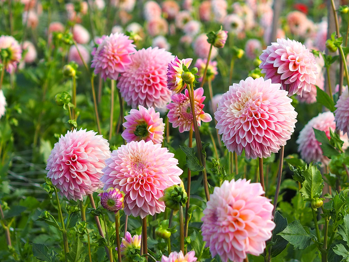 Ein Blick in ein Meer von rosafarbenen Dahlienblüten.