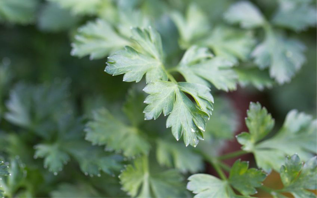 Dunkelgrüne Blätter der glatten Petersilie in Nahaufnahme.