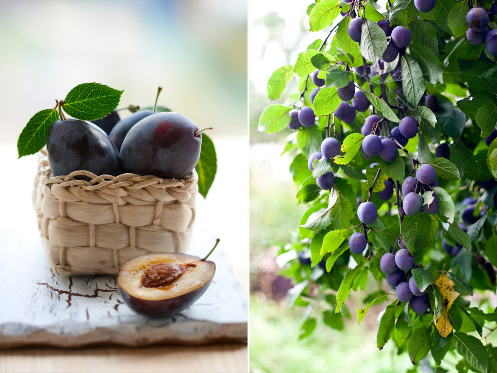 frisch gepflückte Pflaumen liegen in einem Körbchen, eine ist appetitlich angeschnitten. Daneben ein Foto von reifen Pflaumen an einem Baum.