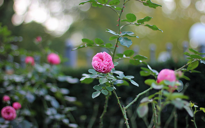 Eine pinkfarbene Rose im Garten.