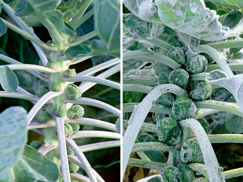 Rosenkohl
