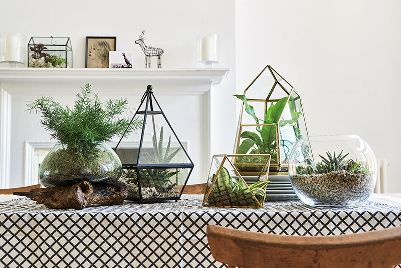 Terrarien bepflanzen