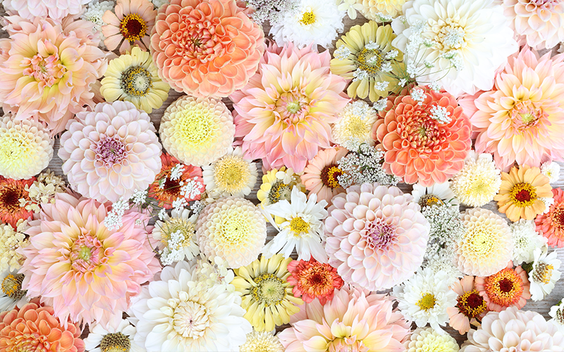 Ein Blumen Flatlay aus Dahlien, Zinnien, Schmuckkörbchen und Knorpelmöhre in Rosetönen mit orange-gelben Nuancen von Gartenzauber. 