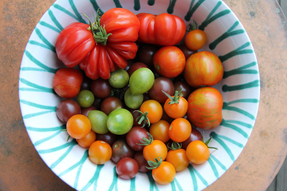Viele verschiedene Tomatensorten liegen frisch geerntet in einer dekorativen Schale.