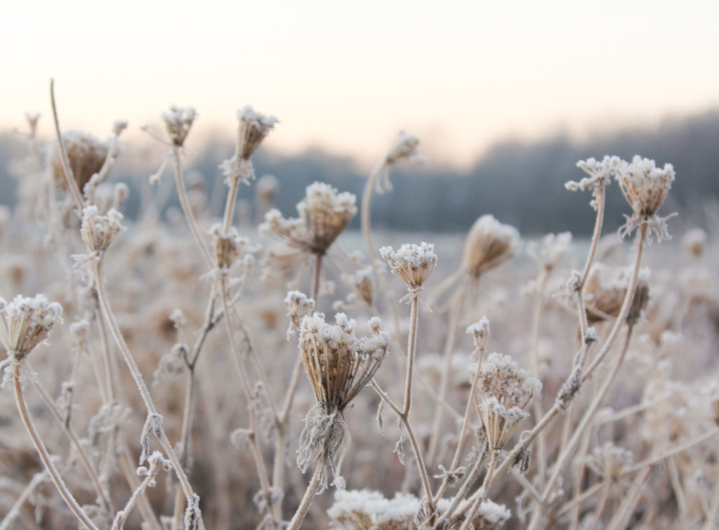 Nahaufnahme verblühter Samenstände der Wilden Möhre an einem frostigen Morgen. 