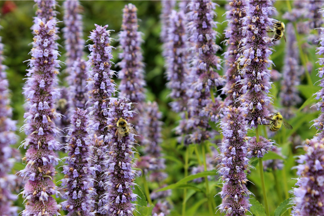 Anis-Duftnessel (Agastache foeniculum) mit blühenden Blütenkerzen und Hummeln – aromatische, bienenfreundliche Staude für sonnige Beete und Präriepflanzungen.