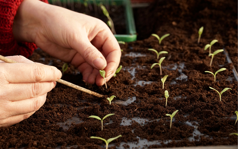 Gartentipps für den Nutzgarten im März