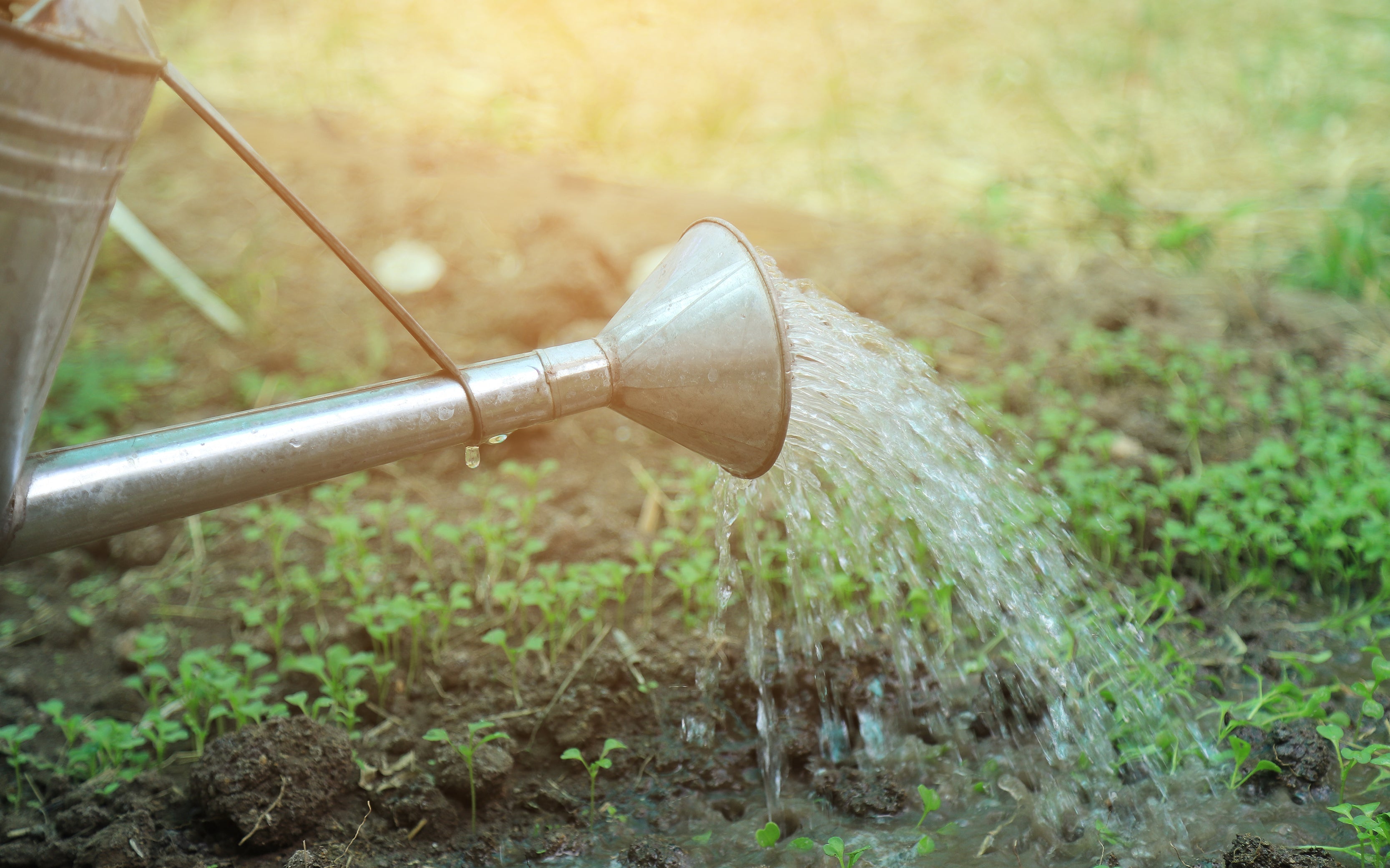 Wasser sprudelt aus einer Zinkgießkanne in ein Beet