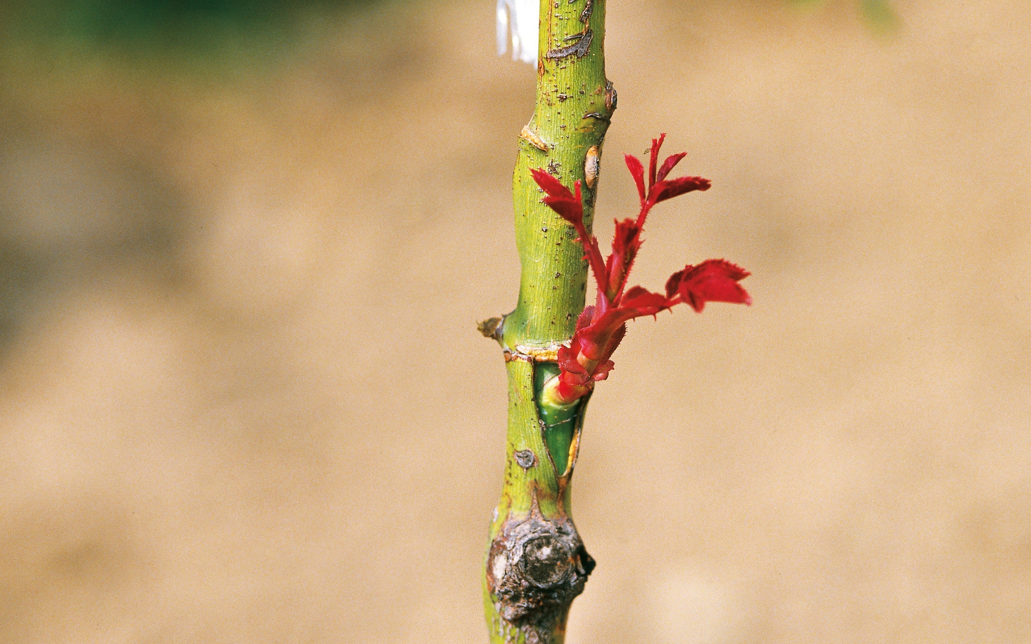 Junger Austrieb einer Rose an einer Veredelungsstelle mit rot gefärbten Trieben auf grünem Rosenstamm