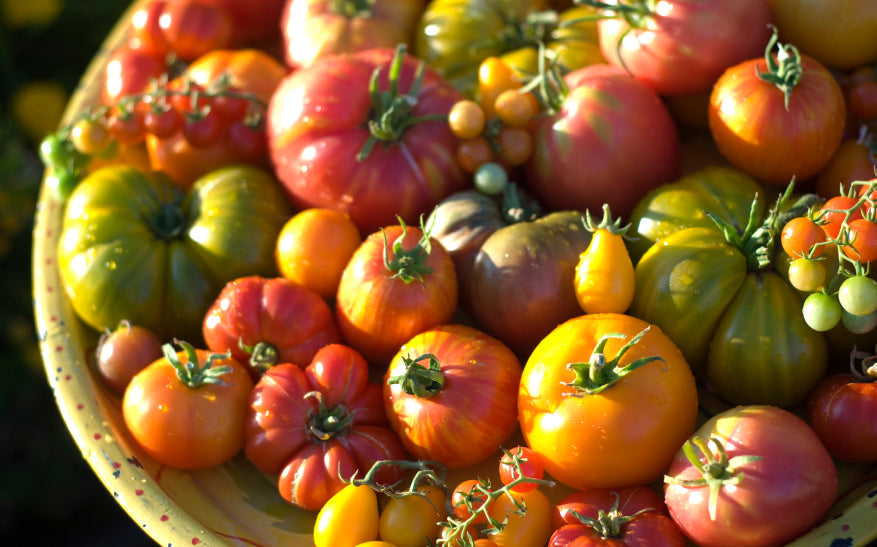 viele verschiedenen Tomaten in einer grossen Schhale im Sommerlicht