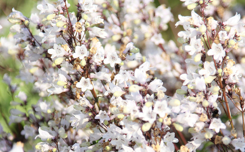 Weiß blühender Bartfaden (Penstemon) in voller Blüte im sommerlichen Gartenbeet