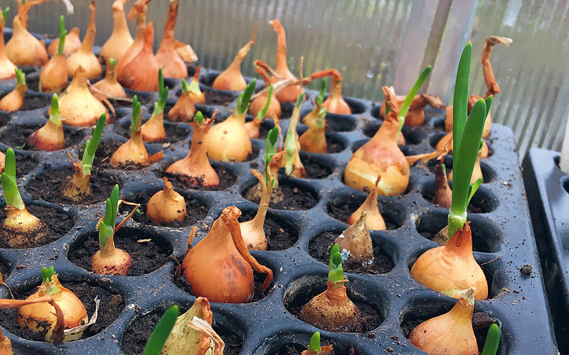 Steckzwiebeln vorziehen