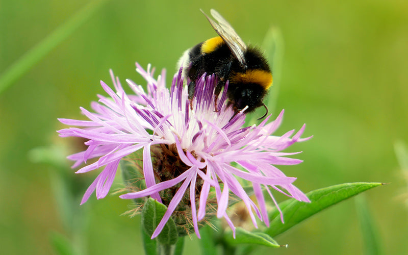 Eine Mini-Wildblumenwiese für den Balkon