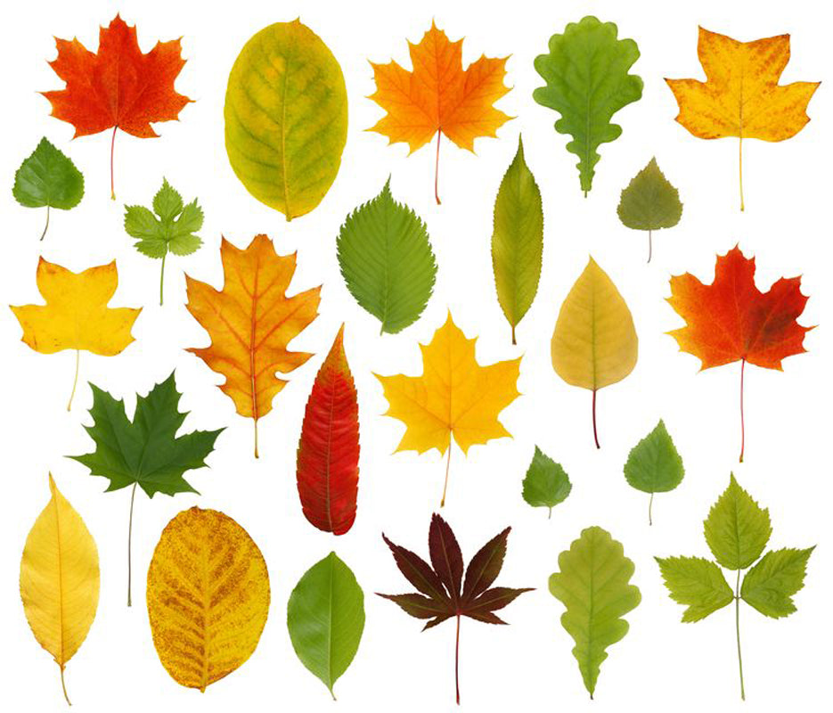 Eine Sammlung verschiedener Baumblätter in vielen Herbstfarben, von grün über gelb bis rot.