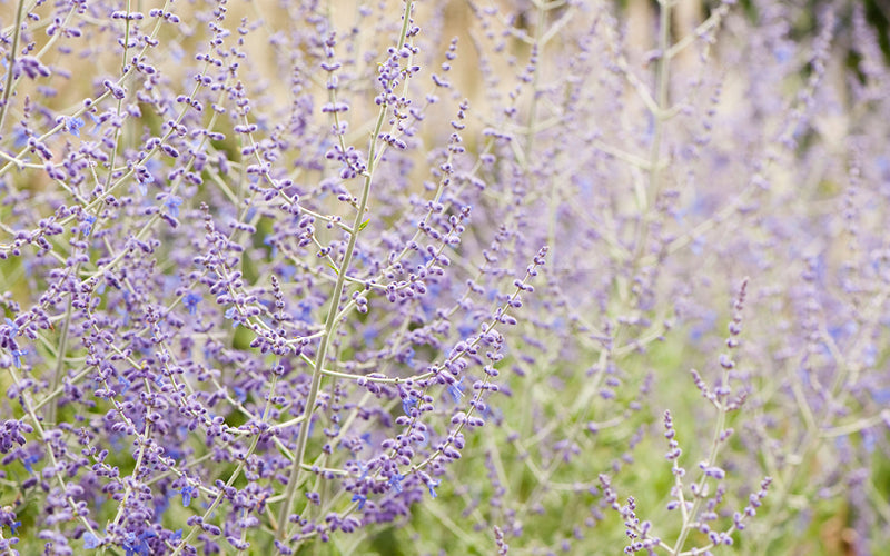 Blauraute (Perovskia atriplicifolia) mit filigranen, lavendelblauen Blütenrispen und silbrigem Laub im sommerlichen Garten