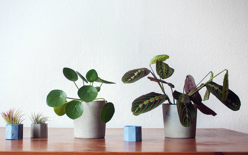 DIY – Einen Blumentopf aus Beton selber machen