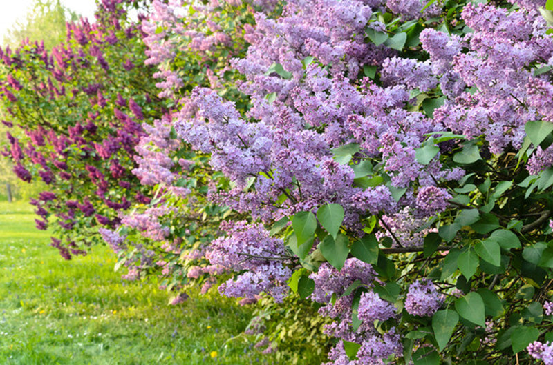 Gewöhnlicher Flieder in zwei verschiedenen Farben in voller Blüte auf der Wiese.