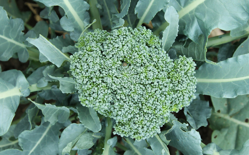 Brokkoli 'Rasmus' mit dichtem, kräftig grünem Blütenstand im Gemüsebeet – umgeben von graugrünen Blättern, erntereif im Spätsommer.