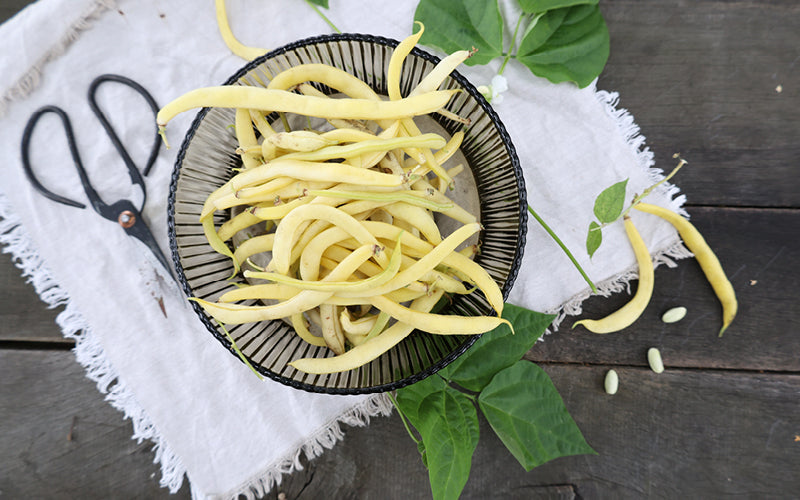 Frisch geerntete gelbe Buschbohne ‘Creso’ in einem Drahtkorb auf hellem Tuch, umgeben von grünen Bohnenblättern und Blüten.
