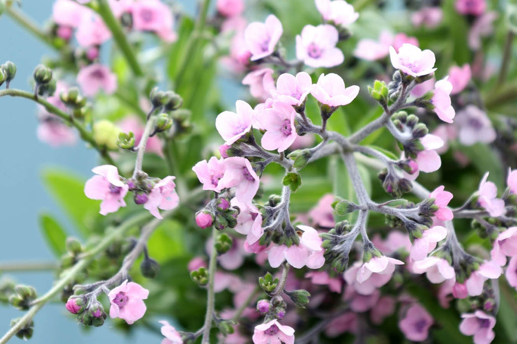 Feine rosafarbene Blüten des Chinesischen Vergissmeinnichts (Cynoglossum amabile ‘Mystery Rose’) mit graugrünen Stielen und Knospen im Nahaufnahme.