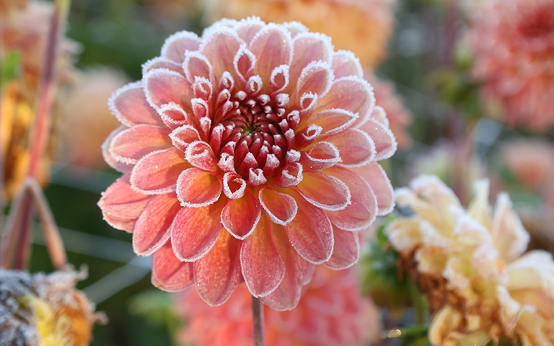 Dahlien richtig lagern: Tipps für eine erfolgreiche Überwinterung