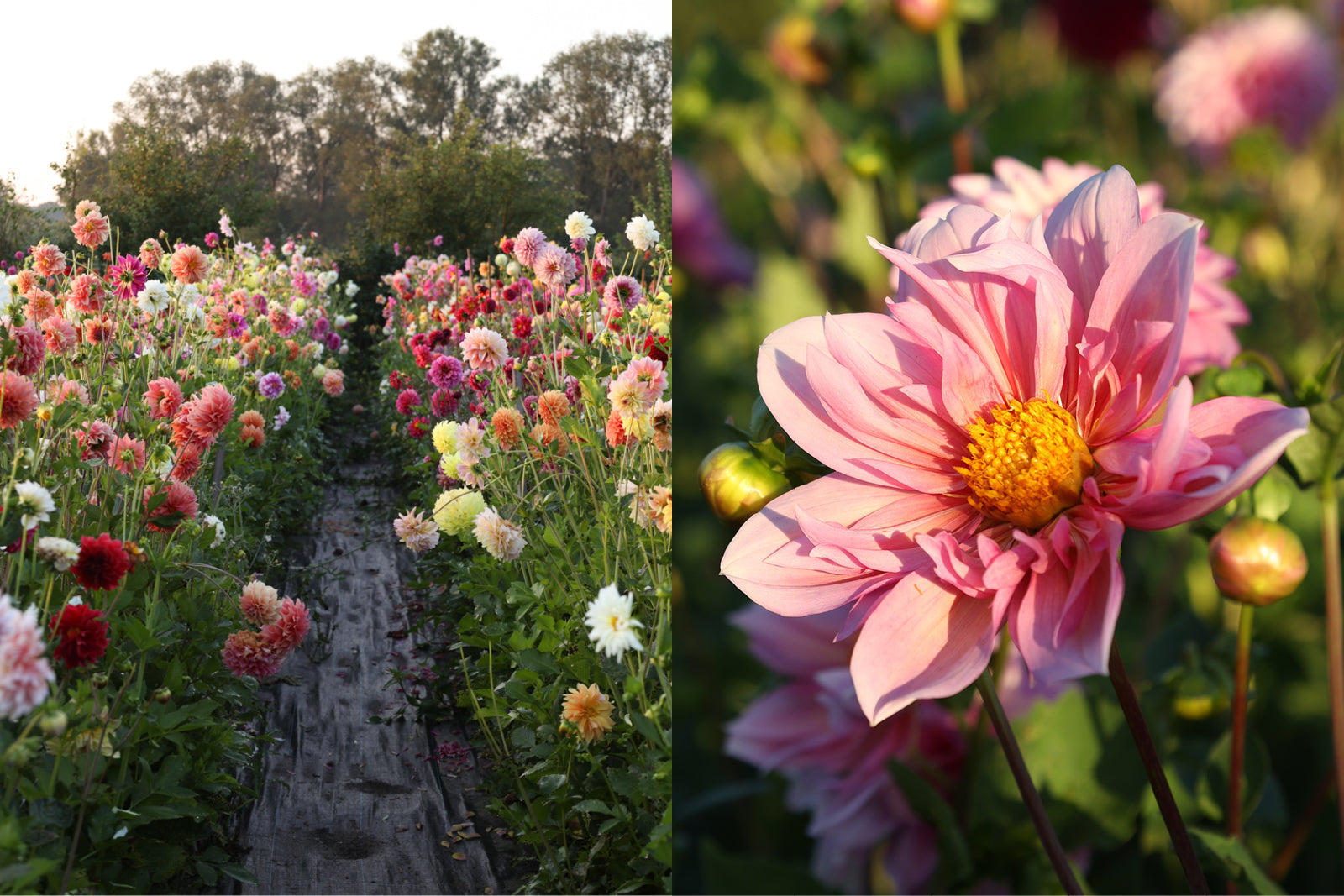Reihen von farbenprächtigen Dahlien in voller Blüte und Nahaufnahme einer rosa Dahlie mit gelber Mitte im Abendlicht.