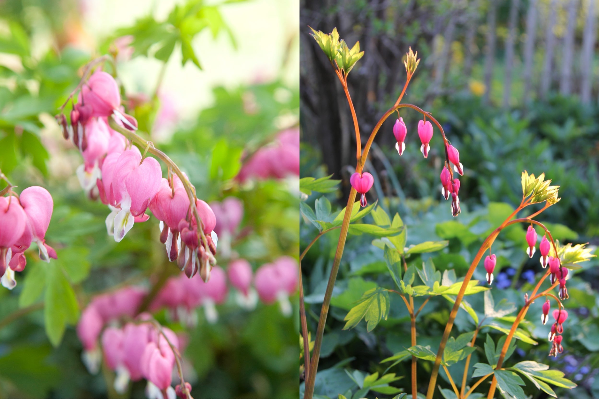 Tränendes Herz (Dicentra spectabilis) – zartrosa, herzförmige Blüten an elegant überhängenden Stielen im Frühlingsgarten.