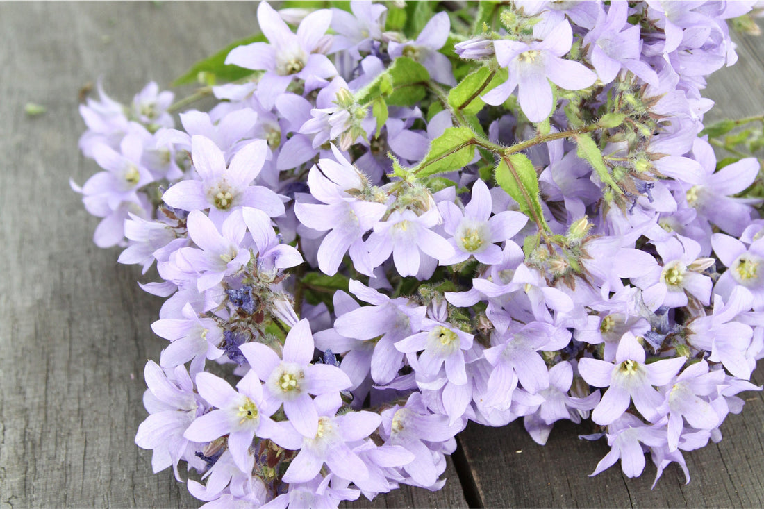 Zarte, hellviolette Blüten der Doldenglockenblume (Campanula lactiflora) – elegante Sommerstaude und beliebte Bienenpflanze, auch als Saatgut im Gartenzauber-Shop erhältlich.