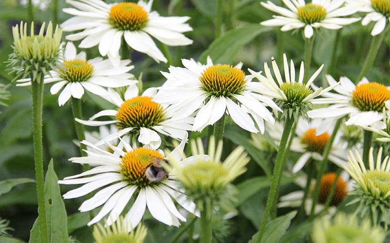 Sonnenhut Echinacea purpurea primadonna white im Beet.