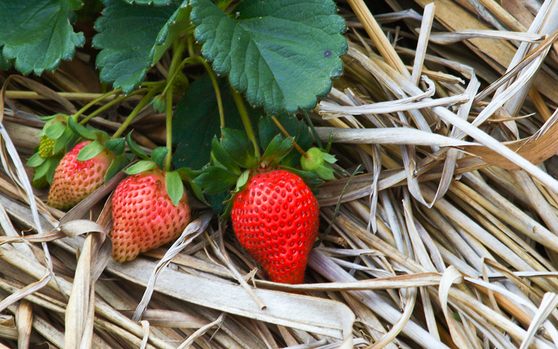 Gartentipps für den Nutzgarten im Juni