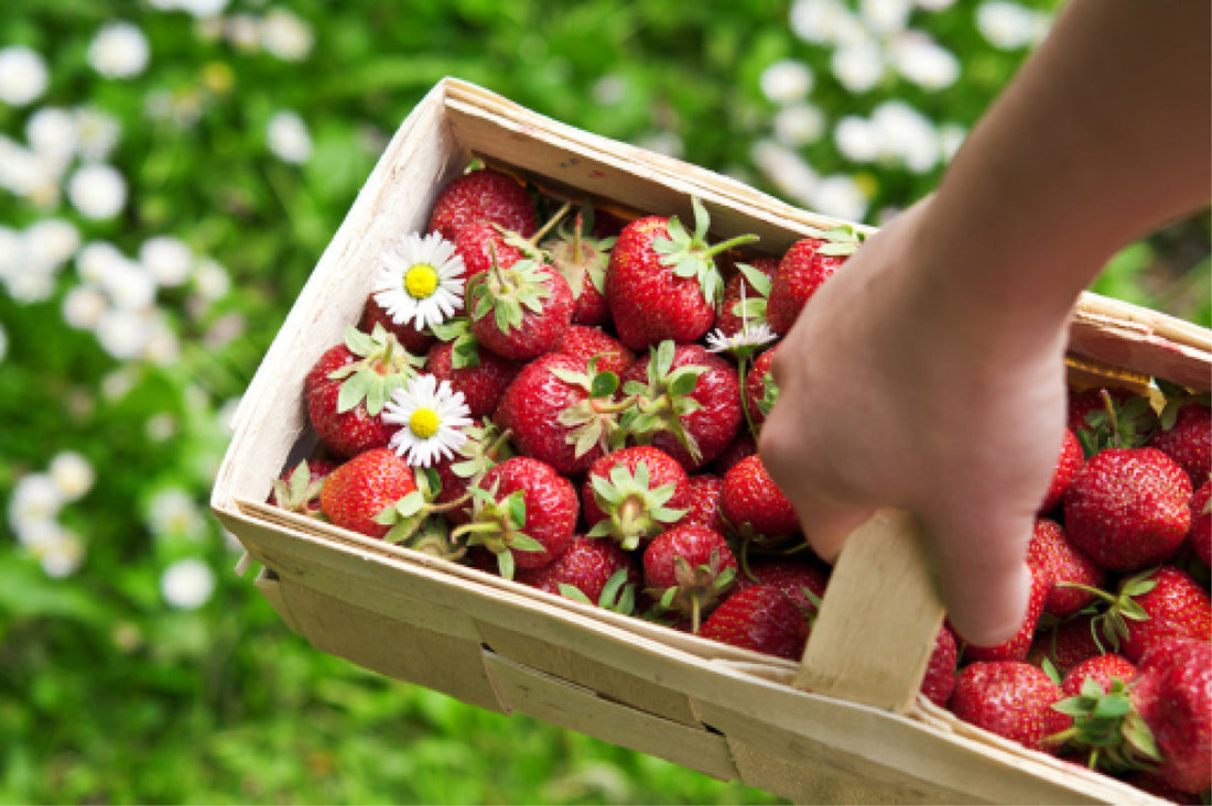 Frisch gepflückte Erdbeeren in einem Holzkorb mit Gänseblümchen, gehalten von einer Hand im grünen Garten