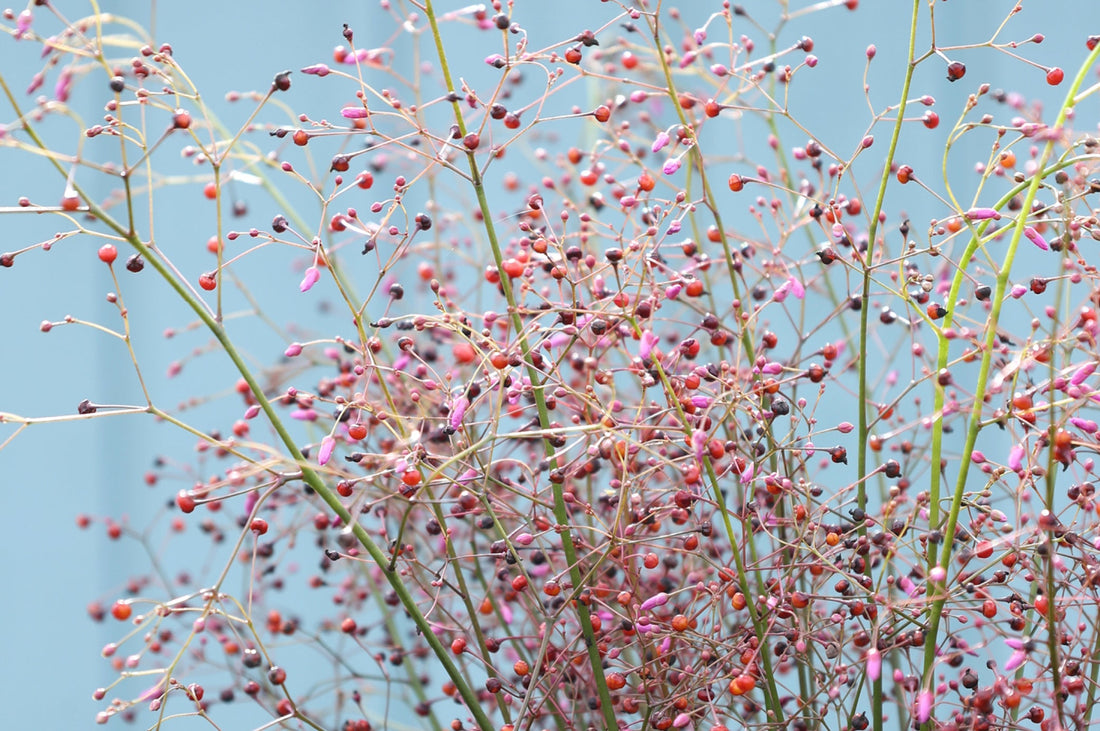 Zarte Blüten- und Samenstände des Erd-Ginsengs (Talinum paniculatum) mit filigranen rosa Knospen und roten Samenkapseln vor blauem Hintergrund.