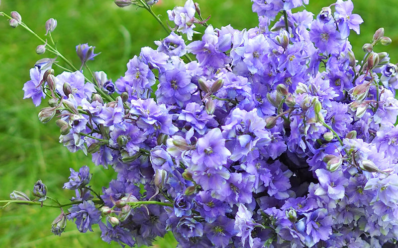 Feldrittersporn ‘QIS Light Blue’ mit hellblauen Blüten im Garten.