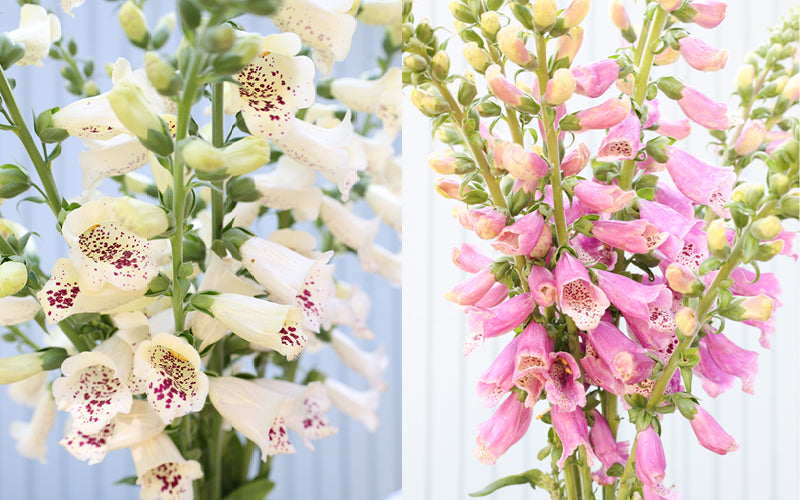 Fotocollage aus Fingerhut Digitalis Hybrid ‘Camelot Cream’ mit cremefarbenen, fein gesprenkelten Blütenständen und Fingerhut Digitalis purpurea ‘Dalmatian Rose’ mit rosafarbenen Blütenkerzen im Garten